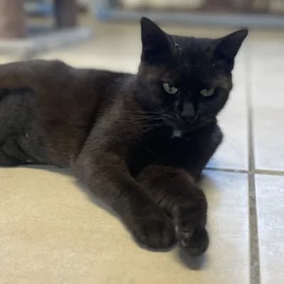 Onyx, female 4yo mixed breed for adoption at SHPA Le Havre, Le Havre