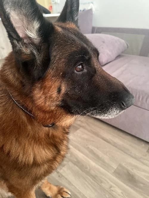 OURCKO, male senior German Shepherd for adoption at SHPA Le Havre, Le Havre