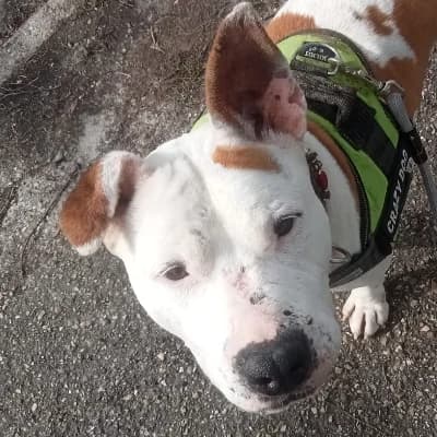 OXANA, female senior American Staffordshire Terrier for adoption at SHPA Le Havre, Le Havre