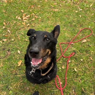 PABLO, male mixed breed for adoption at Le Havre