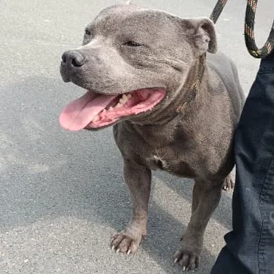 PABLO 2, male 7yo Staffordshire Bull Terrier for adoption at SHPA Le Havre, Le Havre