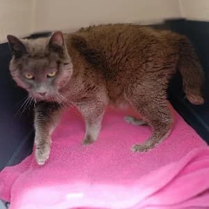 Pablo, male senior mixed breed for adoption at SHPA Le Havre, Le Havre