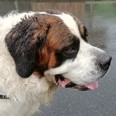 PACHA, male 6yo Saint Bernard for adoption at SHPA Le Havre, Le Havre
