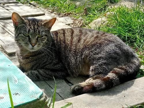 PEPETTE, female mixed breed for adoption at Le Havre