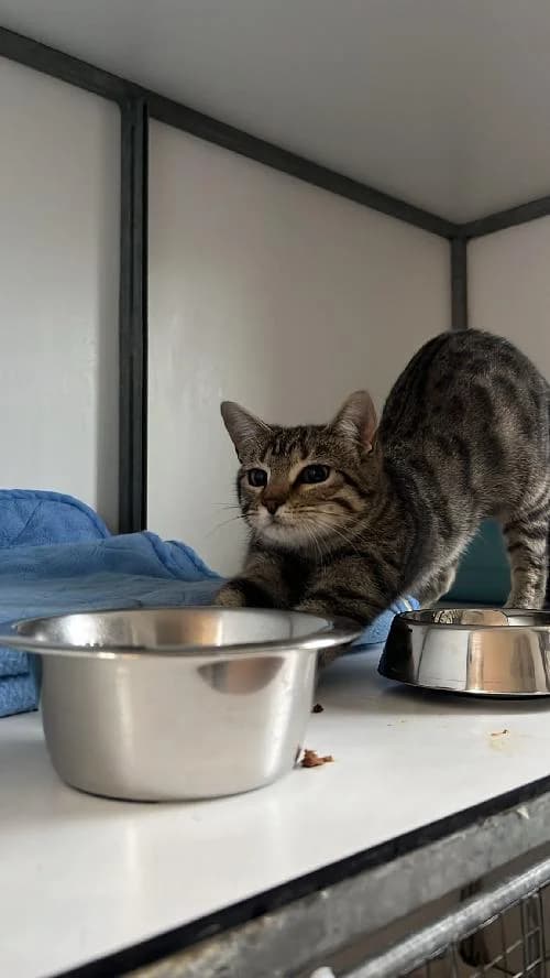 PITAYA, female young mixed breed for adoption at SHPA Le Havre, Le Havre