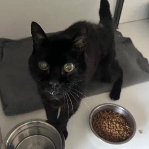 Pitou, female senior mixed breed for adoption at SHPA Le Havre, Le Havre