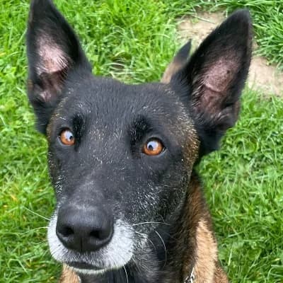 PRISKA, female Belgian Malinois for adoption at Le Havre