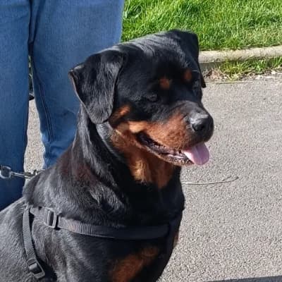 RICHKA, female 6yo Rottweiler for adoption at SHPA Le Havre, Le Havre