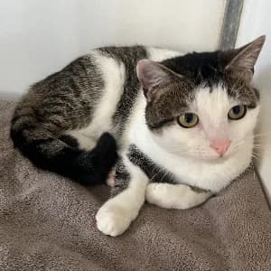 Richou, male young mixed breed for adoption at SHPA Le Havre, Le Havre