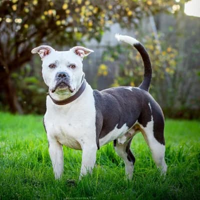 RIDER, male American Bully for adoption at Le Havre
