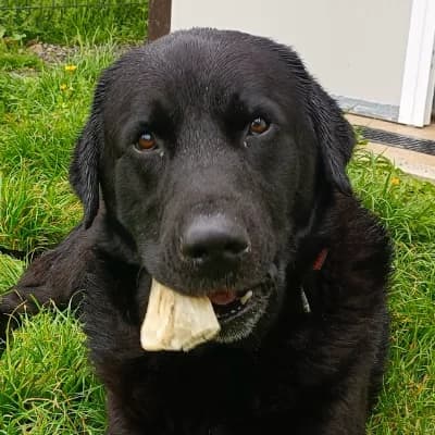 RILEY, male 5yo Labrador Retriever for adoption at SHPA Le Havre, Le Havre