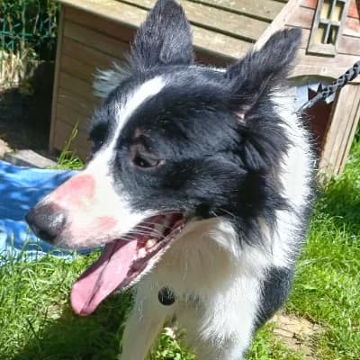ROCKY, male young Border Collie for adoption at SHPA Le Havre, Le Havre