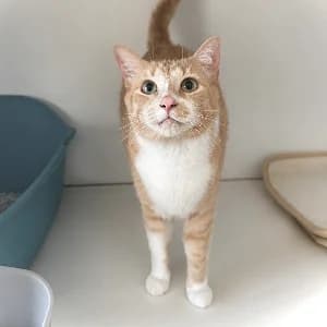 ROKY, male 6yo mixed breed for adoption at SHPA Le Havre, Le Havre