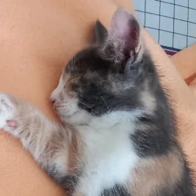 ROSE, female puppy mixed breed for adoption at SHPA Le Havre, Le Havre