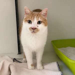 ROX, male 6yo mixed breed for adoption at SHPA Le Havre, Le Havre