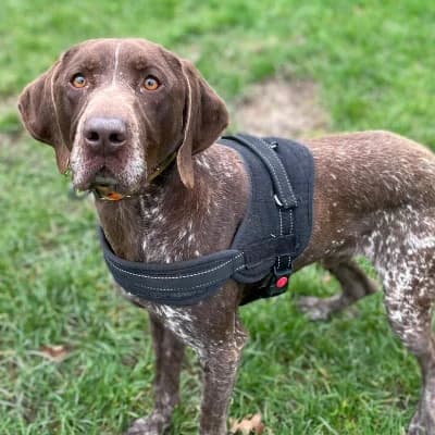 ROX 2, male German Shorthaired Pointer for adoption at Le Havre