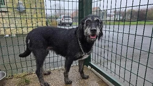 ROXY, female 6yo Labrador Retriever for adoption at SHPA Le Havre, Le Havre