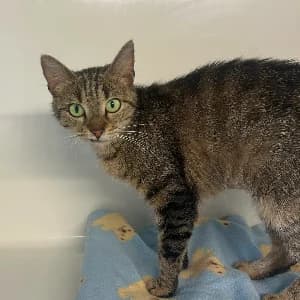 SACHA, female young mixed breed for adoption at SHPA Le Havre, Le Havre
