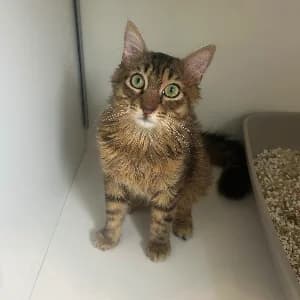 SAM, male senior mixed breed for adoption at SHPA Le Havre, Le Havre