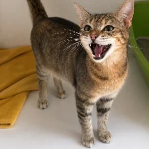 SAMBA, female senior Mixed Breed for adoption at SHPA Le Havre, Le Havre