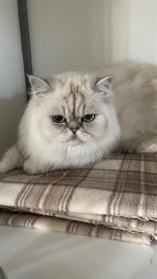 SAPHIR, male Persian for adoption at SHPA Le Havre, Le Havre
