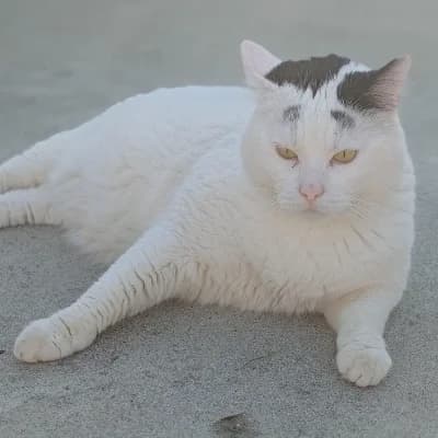 SAYURI, male mixed breed for adoption at Le Havre