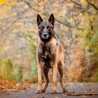 SCOTT, male Belgian Malinois for adoption at Le Havre
