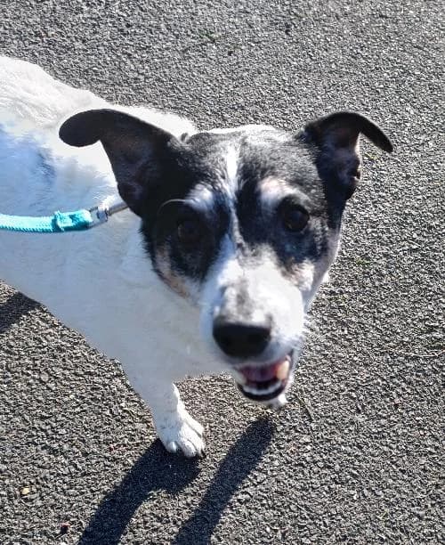 SOCRATE, male 7yo Jack Russell Terrier for adoption at SHPA Le Havre, Le Havre