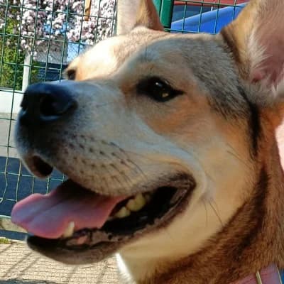 STELLA, female 4yo Husky for adoption at SHPA Le Havre, Le Havre