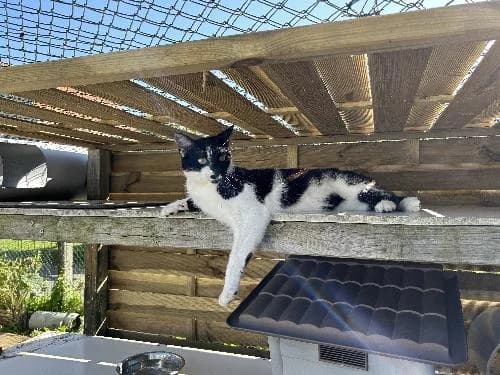 STITCH, male mixed breed for adoption at Le Havre