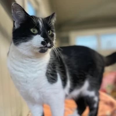 STITCH, male mixed breed for adoption at Le Havre