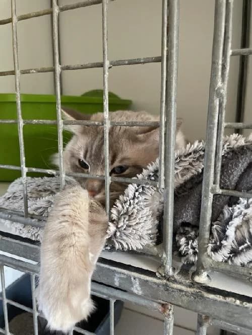 TAO, male young Birman for adoption at SHPA Le Havre, Le Havre