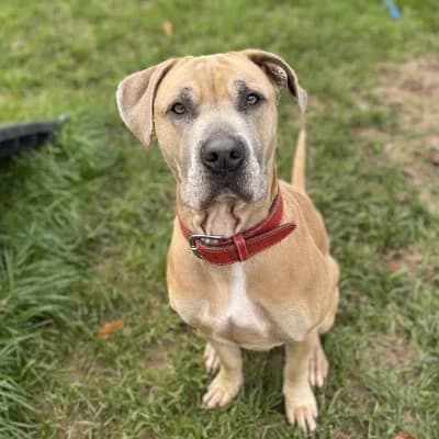 TAO, male 6yo Cane Corso for adoption at SHPA Le Havre, Le Havre