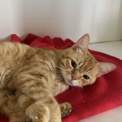 TIGGER, male young mixed breed for adoption at SHPA Le Havre, Le Havre