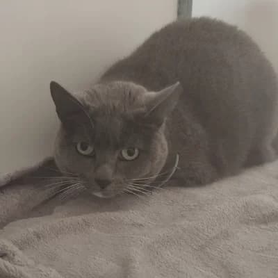 TINA, female mixed breed for adoption at SHPA Le Havre, Le Havre