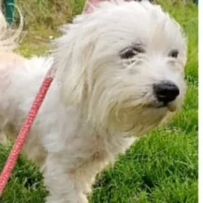 TOBY, male 3yo Mixed Breed for adoption at SHPA Le Havre, Le Havre