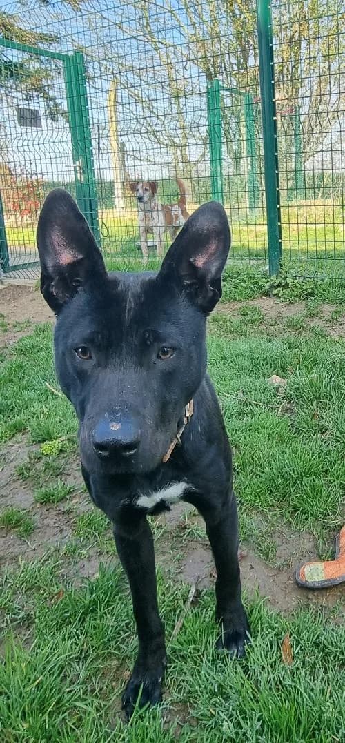TYRON, male 4yo mixed breed for adoption at SHPA Le Havre, Le Havre