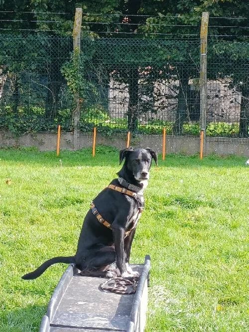 ULISSES, male 5yo Podenco for adoption at SHPA Le Havre, Le Havre