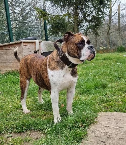 ULK, male young English Bulldog for adoption at SHPA Le Havre, Le Havre