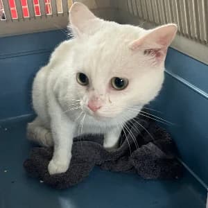VAGA, female young mixed breed for adoption at SHPA Le Havre, Le Havre
