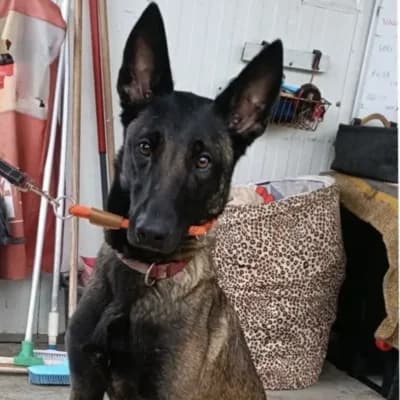 VENUS, female young Belgian Malinois for adoption at SHPA Le Havre, Le Havre