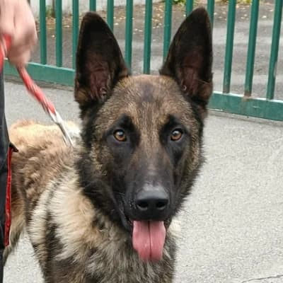 VOLF, male young Belgian Malinois for adoption at SHPA Le Havre, Le Havre
