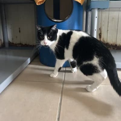 VOYOU, male mixed breed for adoption at SHPA Le Havre, Le Havre