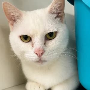 Widowa, female 5yo mixed breed for adoption at SHPA Le Havre, Le Havre
