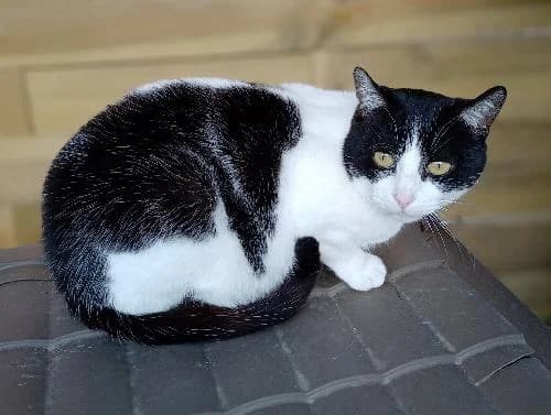 XENA, female mixed breed for adoption at Le Havre