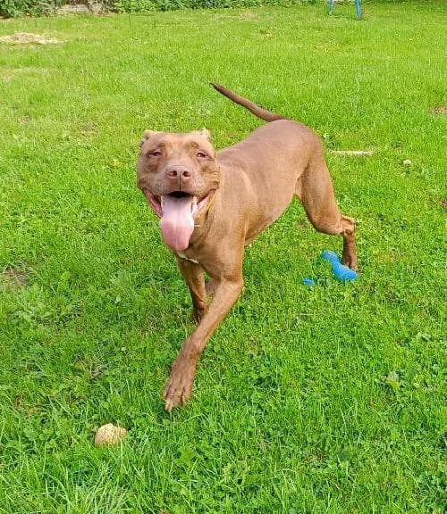 YHENNA, female 6yo mixed breed for adoption at SHPA Le Havre, Le Havre