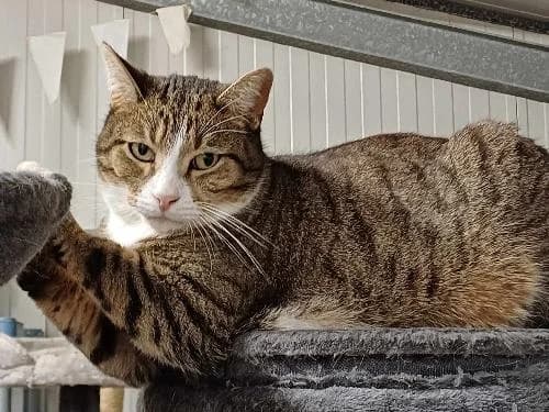 PITO, male senior mixed breed for adoption at SHPA Le Havre, Le Havre