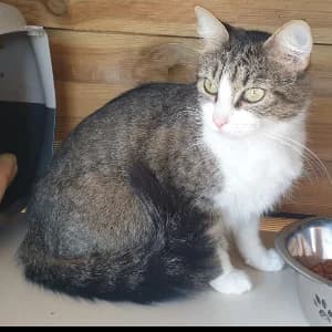 Yumi, female young mixed breed for adoption at SHPA Le Havre, Le Havre