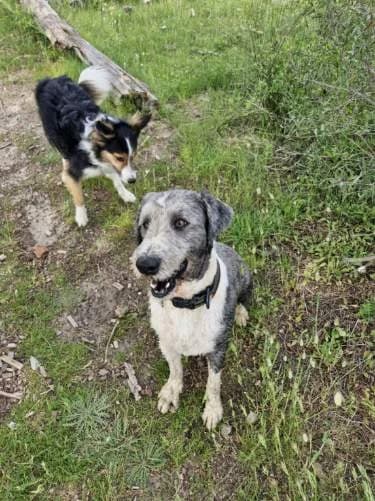 URGENT-M'TYRON, male senior Mixed Breed for adoption at Solidarité Bearded