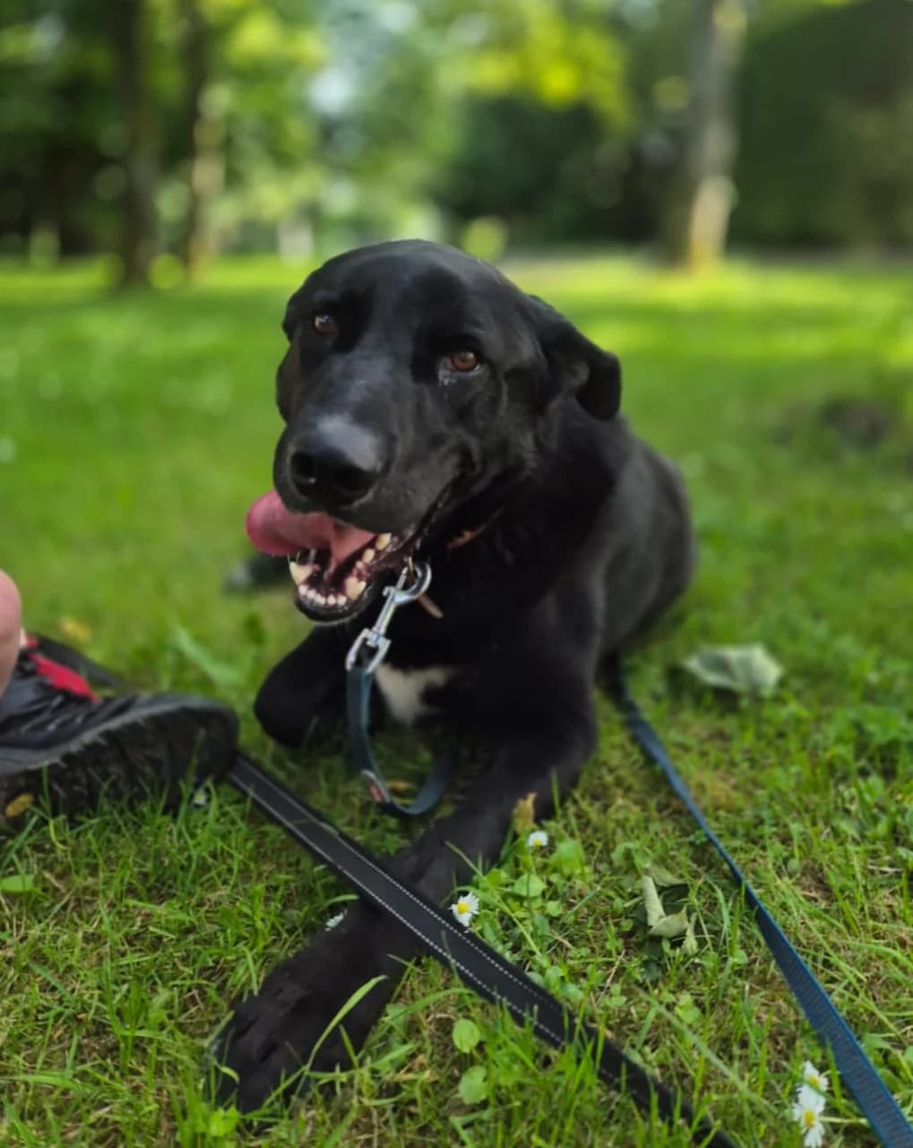 ROBYN, Mixed Breed for adoption at SOS Animaux 78, sos animaux 78